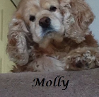 Molly 2002-2015